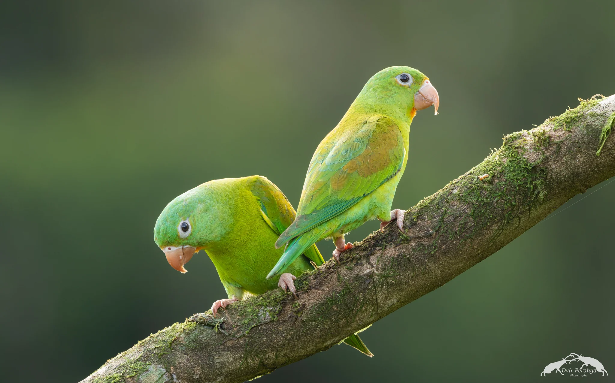 Parakeet, Costa Rica Rainforest